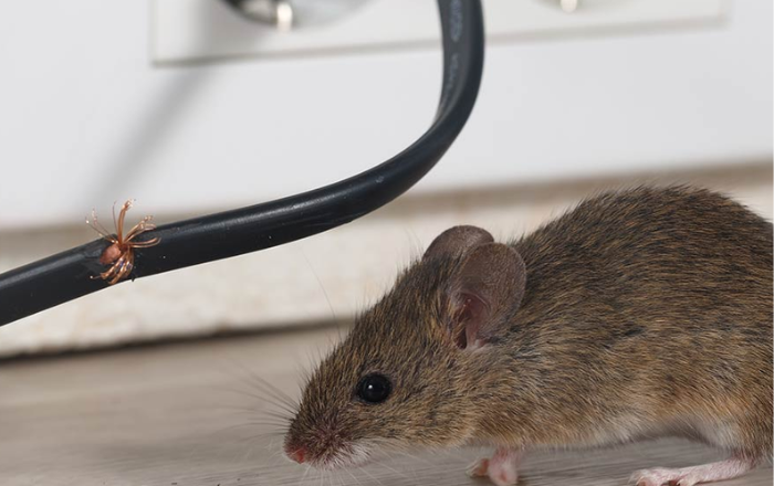 How Rat Control Services Can Protect Your Home