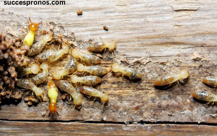 The First 3 Steps to Take If You Discover a Termite Infestation in Your American Property