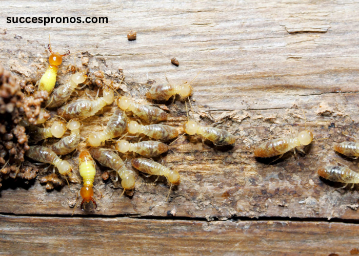 The First 3 Steps to Take If You Discover a Termite Infestation in Your American Property