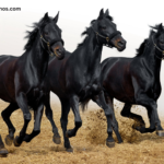 Trio 3 Chevaux