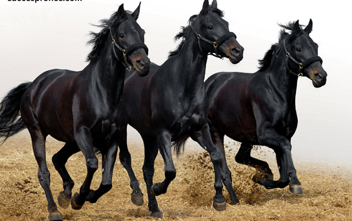 Trio 3 Chevaux