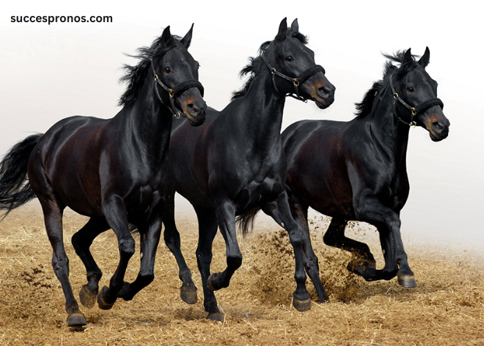 Trio 3 Chevaux