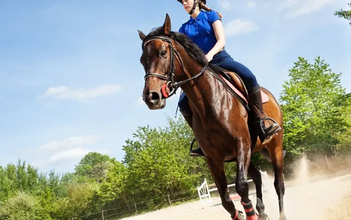 Un Cheval Par Jour