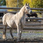 Cheval Gagnant Vip