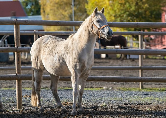 Cheval Gagnant Vip