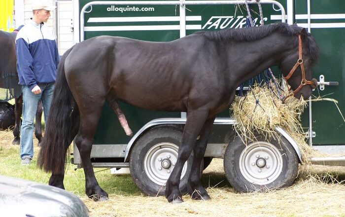 Cheval en OR