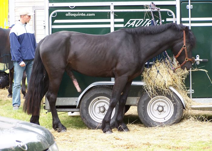 Cheval en OR