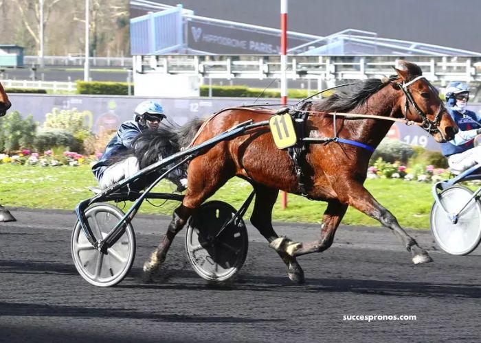 Quinte Du Net – Les Chevaux à Suivre pour le Quinté